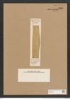 Nitzschia superba Lend.-Fortm. (de-Toni-Nr.: Genus 47, Species 2021) Zeichnungen Sammlung Grunow Nr. 3999 (NHMW-BOT-W0371790)